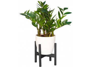 Цветочница Oxalis 20