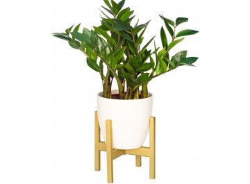 Цветочница Oxalis 20