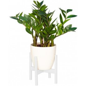 Цветочница Oxalis 20