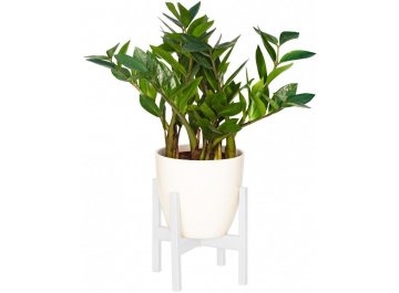 Цветочница Oxalis 20