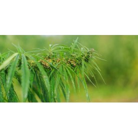 Матрас Indica L