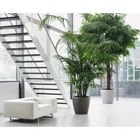 Кашпо Lechuza 14500 CLASSICO 60 без системы автоп