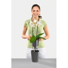 Кашпо Lechuza 14903 DELTINI