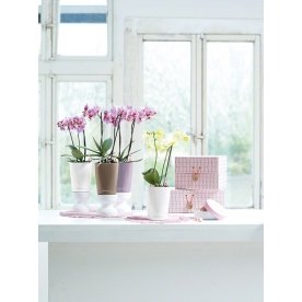 Кашпо Lechuza 14955 MINI-DELTINI