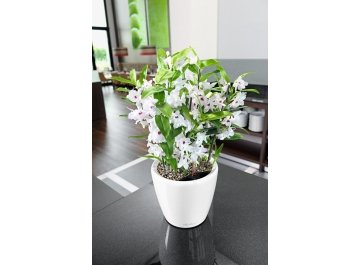 Кашпо Lechuza 16045 CLASSICO LS 28