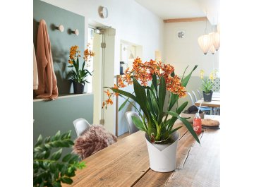 Кашпо Орхидея