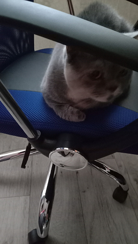 Компьютерное кресло ARANO черное фото покупателя 110