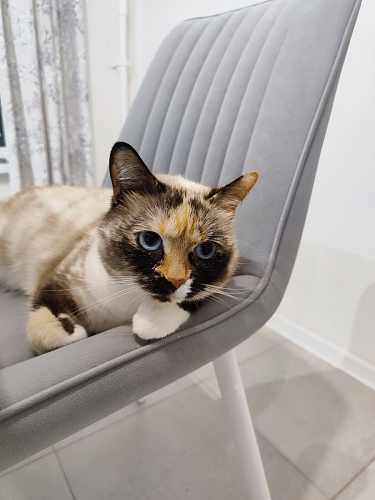 Комплект стульев Вейв 4 шт светло-серый / черный фото покупателя 128