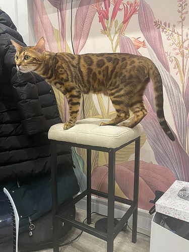 Барный стул Лофт кожзам темно-серый / черный матовый фото покупателя 81