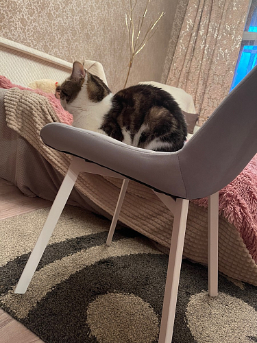 Стул на металлокаркасе Челси велюр коричневый / черный каркас фото покупателя 132