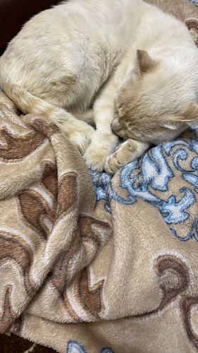 Компьютерное кресло Zero/Зеро серый 29 фото покупателя 281