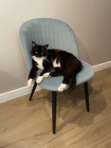 Стул на металлокаркасе Gabi 1 light blue / black / gold фото покупателя 325