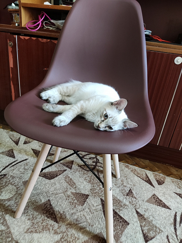 Пластиковый стул Eames PC-015 серо-голубой / дерево фото покупателя 423