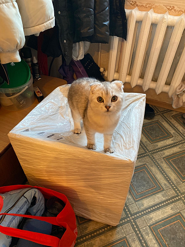 Стул на металлокаркасе Gabi 1 light blue / black / gold фото покупателя 757