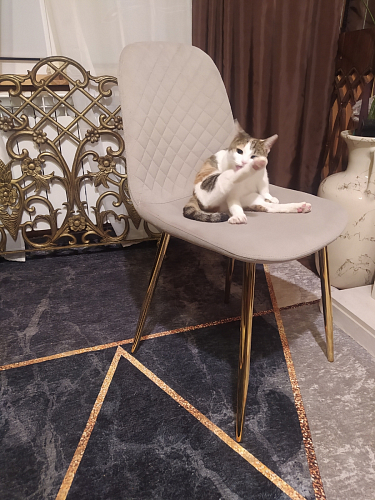 Стул на металлокаркасе Dabl 01 champagne / gold фото покупателя 79