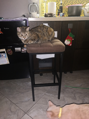 Барный стул Лофт ткань канди грей / черный матовый фото покупателя 70