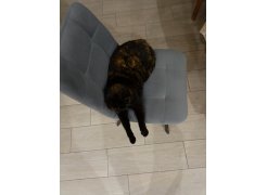 Стул на металлокаркасе Чилли горчичный / белый фото покупателя 528