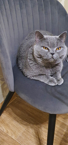 Стул на металлокаркасе Gabi latte / gold / black фото покупателя 856