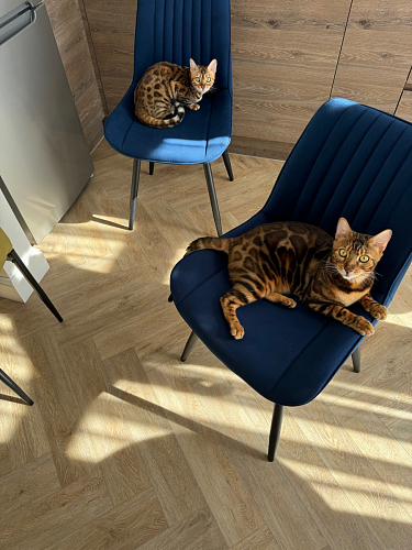 Стул на металлокаркасе Седа 360 К латте (velutto 08) / белый фото покупателя 55