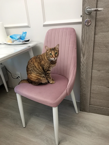 Стул на металлокаркасе Kora beige / black фото покупателя 418