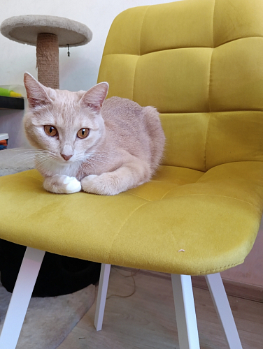 Стул на металлокаркасе Чилли зеленый / черный фото покупателя 1218