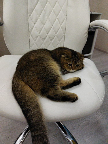 Компьютерное кресло Aragon dark grey - Уцененный экземпляр фото покупателя 1