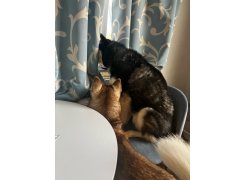 Стул на металлокаркасе Gabi 1 бежевый / черный с серебряными наконечниками фото покупателя 75