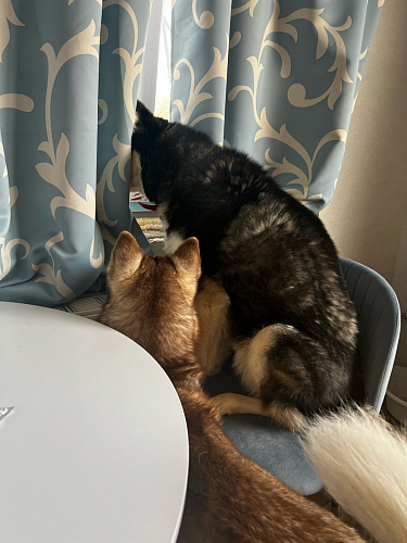 Стул на металлокаркасе Gabi gray / black фото покупателя 75