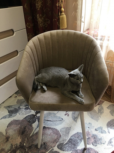 Кресло Корсо темно-серое / белый каркас фото покупателя 8