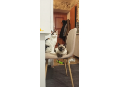 Стул Lilu синий фото покупателя 1