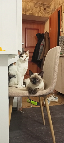 Стул на металлокаркасе Lilu 05 gray / white фото покупателя 1