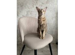 Стул на металлокаркасе Gabi 1 light purple / black фото покупателя 289