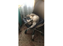 Компьютерное кресло Kolin с подушкой clear / white фото покупателя 230