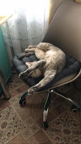 Компьютерное кресло Kolin с подушкой clear / white фото покупателя 230