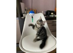 Компьютерное кресло Kolin с подушкой clear / white фото покупателя 140