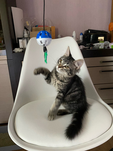 Компьютерное кресло Kolin с подушкой clear / white фото покупателя 140