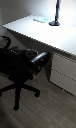 Письменный стол СПМ-19 дуб сонома / белый фото покупателя 3