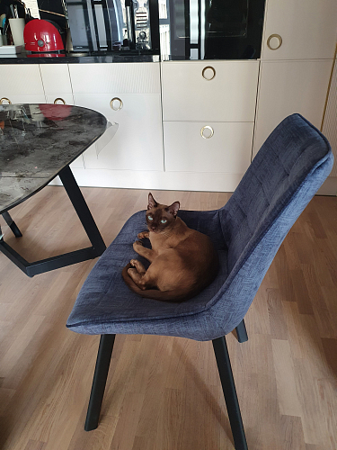 Стул Hagen темно-синий фото покупателя 2