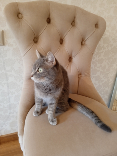 Деревянный стул Милано 1 бежевый / белый фото покупателя 56