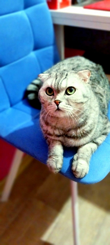 Комплект стульев Чилли 2 шт бежевый / черный фото покупателя 285