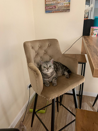 Барный стул Ofir dark gray фото покупателя 3