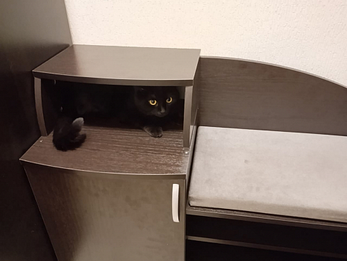 Обувница Аврора дуб млечный / венге фото покупателя 59