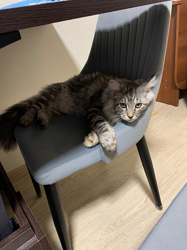 Стул на металлокаркасе Kora dark gray / black фото покупателя 9