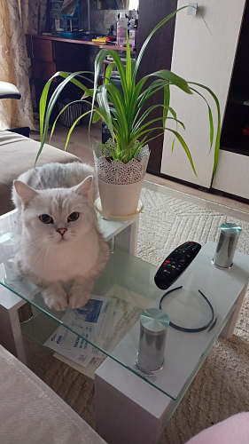 Журнальный столик ST-052 white фото покупателя 8