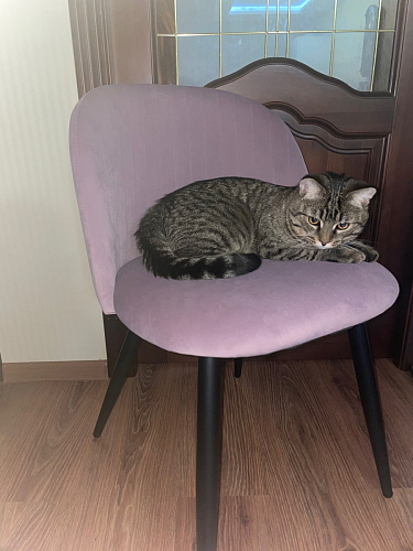 Стул на металлокаркасе Gabi 1 light purple / black фото покупателя 762