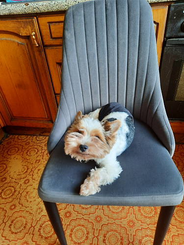 Стул на металлокаркасе Kora black / gray фото покупателя 179