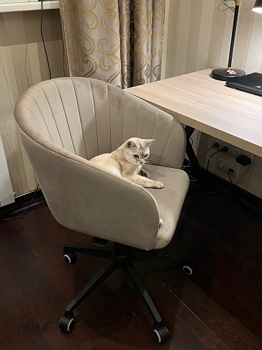 Компьютерное кресло Тибо confetti chocolate / белый фото покупателя 149