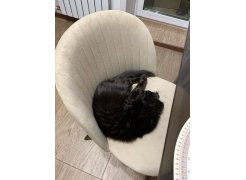 Стул на металлокаркасе Gabi gray / black фото покупателя 738