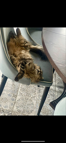 Стул на металлокаркасе Kora beige / black фото покупателя 193