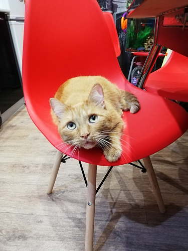 Пластиковый стул Eames PC-015 желтый фото покупателя 127